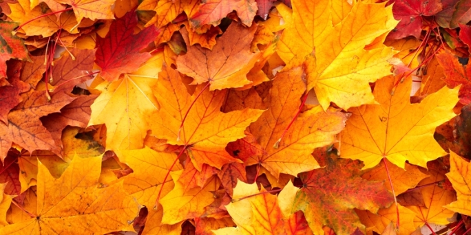 68837806-autumn-leaves (1)